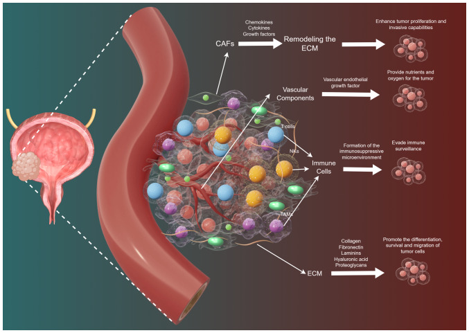 Role of the tumor microenvironment in promoting treatment resistance in urothelial carcinoma (Review).