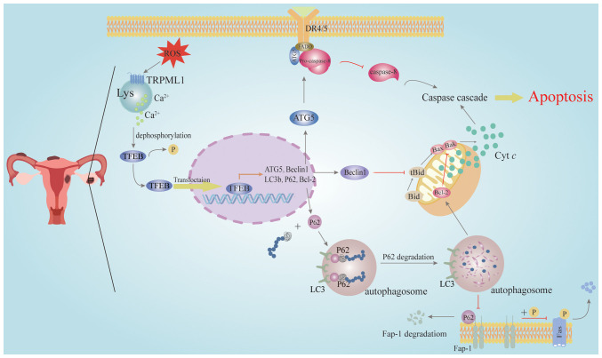How transcription factors regulate apoptosis in endometriosis (Review).