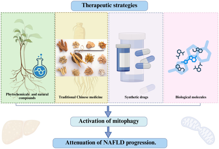Mitophagy as a pivotal axis in non‑alcoholic fatty liver disease: From pathogenic mechanisms to therapeutic strategies (Review).
