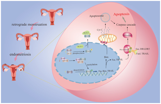How transcription factors regulate apoptosis in endometriosis (Review).