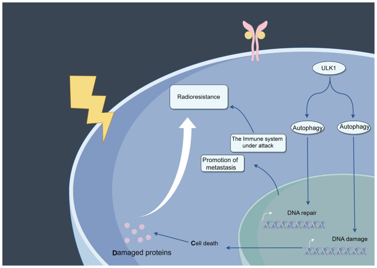 Role of autophagy‑modulating long non‑coding RNAs in tumor radioresistance (Review).