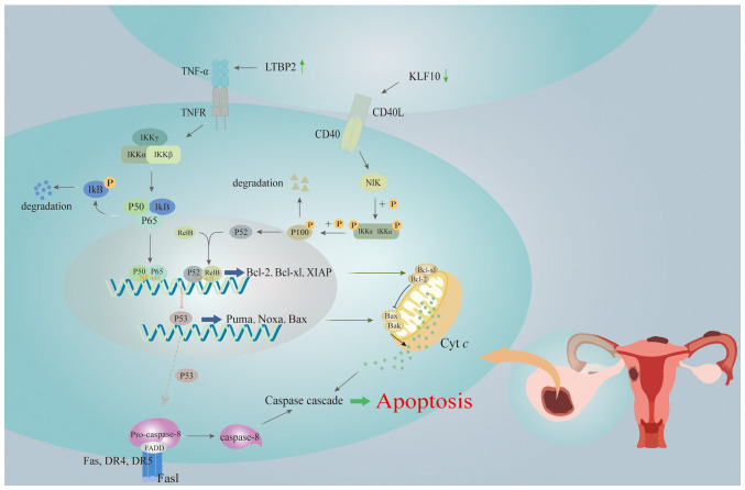 How transcription factors regulate apoptosis in endometriosis (Review).