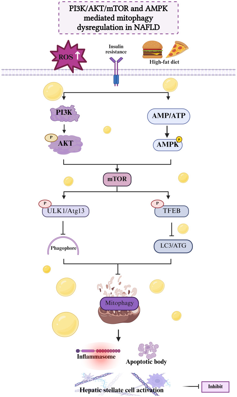 Mitophagy as a pivotal axis in non‑alcoholic fatty liver disease: From pathogenic mechanisms to therapeutic strategies (Review).
