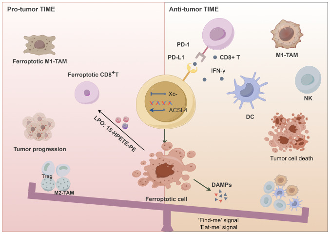 Emerging dual role of ferroptosis in lung cancer (Review).