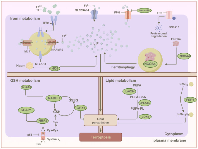 Emerging dual role of ferroptosis in lung cancer (Review).