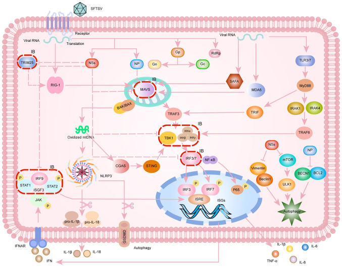 Current status of severe fever with thrombocytopenia syndrome in China (Review).