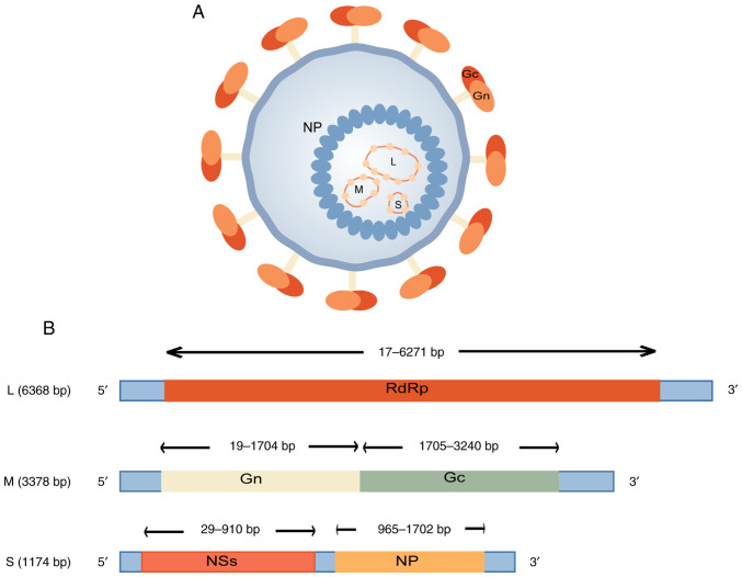 Current status of severe fever with thrombocytopenia syndrome in China (Review).