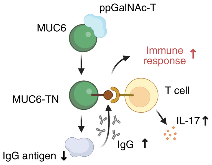 Multiple roles and mechanisms of MUC6 in cancer (Review).