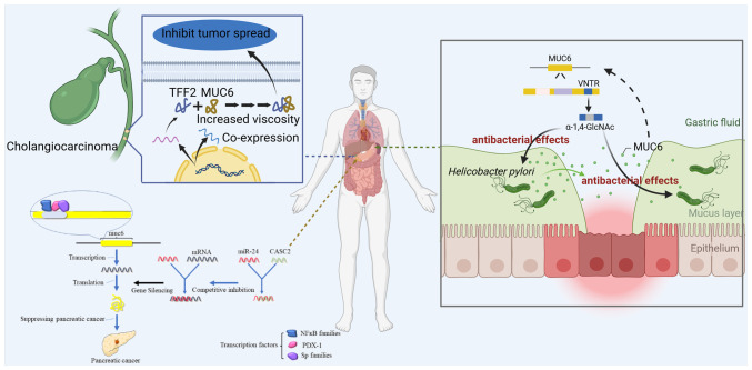 Multiple roles and mechanisms of MUC6 in cancer (Review).