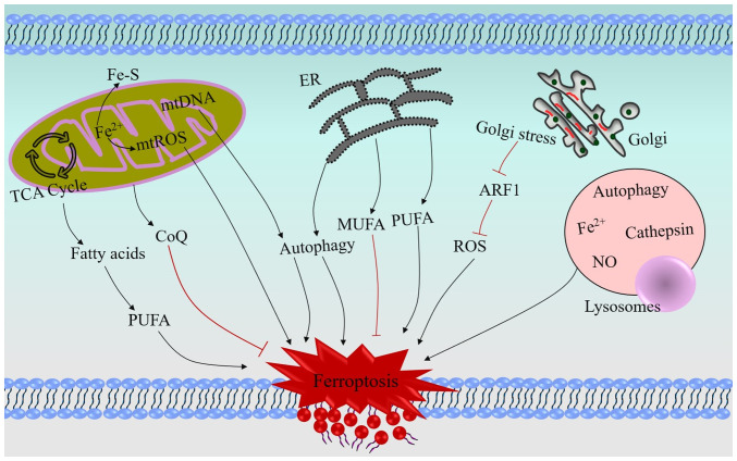 Ferroptosis and head and neck cancer: Mechanisms and therapeutic perspectives (Review).
