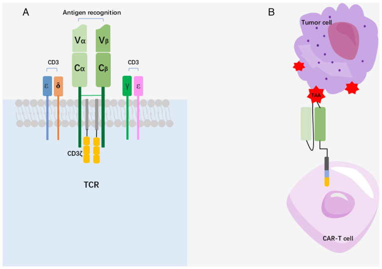 Application of nanobody‑based CAR‑T in tumor immunotherapy (Review).