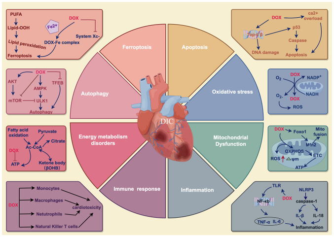 Alteration of cardiac energetics and mitochondrial function in doxorubicin‑induced cardiotoxicity: Molecular mechanism and prospective implications (Review).