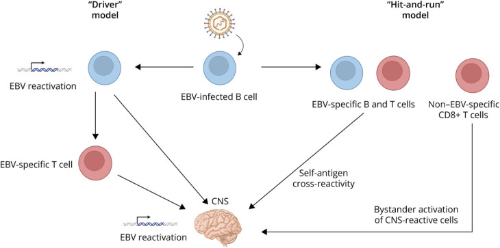 Epstein-Barr Virus in Multiple Sclerosis: Past, Present, and Future.