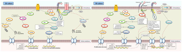 Insights on the differences between two‑ and three‑dimensional culture systems in tumor models (Review).