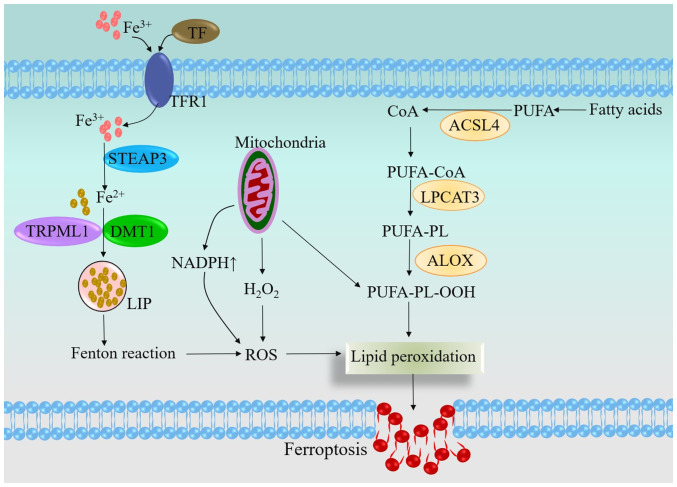 Ferroptosis and head and neck cancer: Mechanisms and therapeutic perspectives (Review).