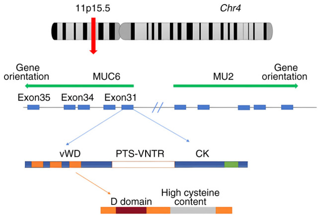 Multiple roles and mechanisms of MUC6 in cancer (Review).