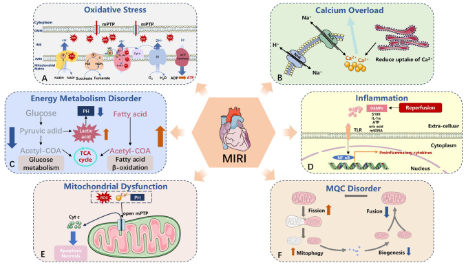 Exercise training for myocardial ischemia reperfusion injury: Mechanism and clinical practice (Review).