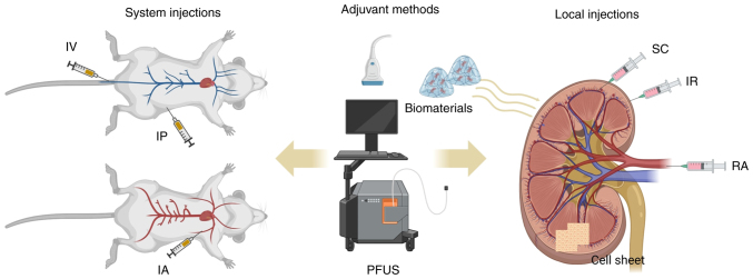 Innovative strategies to enhance MSCs efficacy in acute kidney injury (Review).