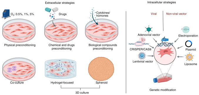 Innovative strategies to enhance MSCs efficacy in acute kidney injury (Review).