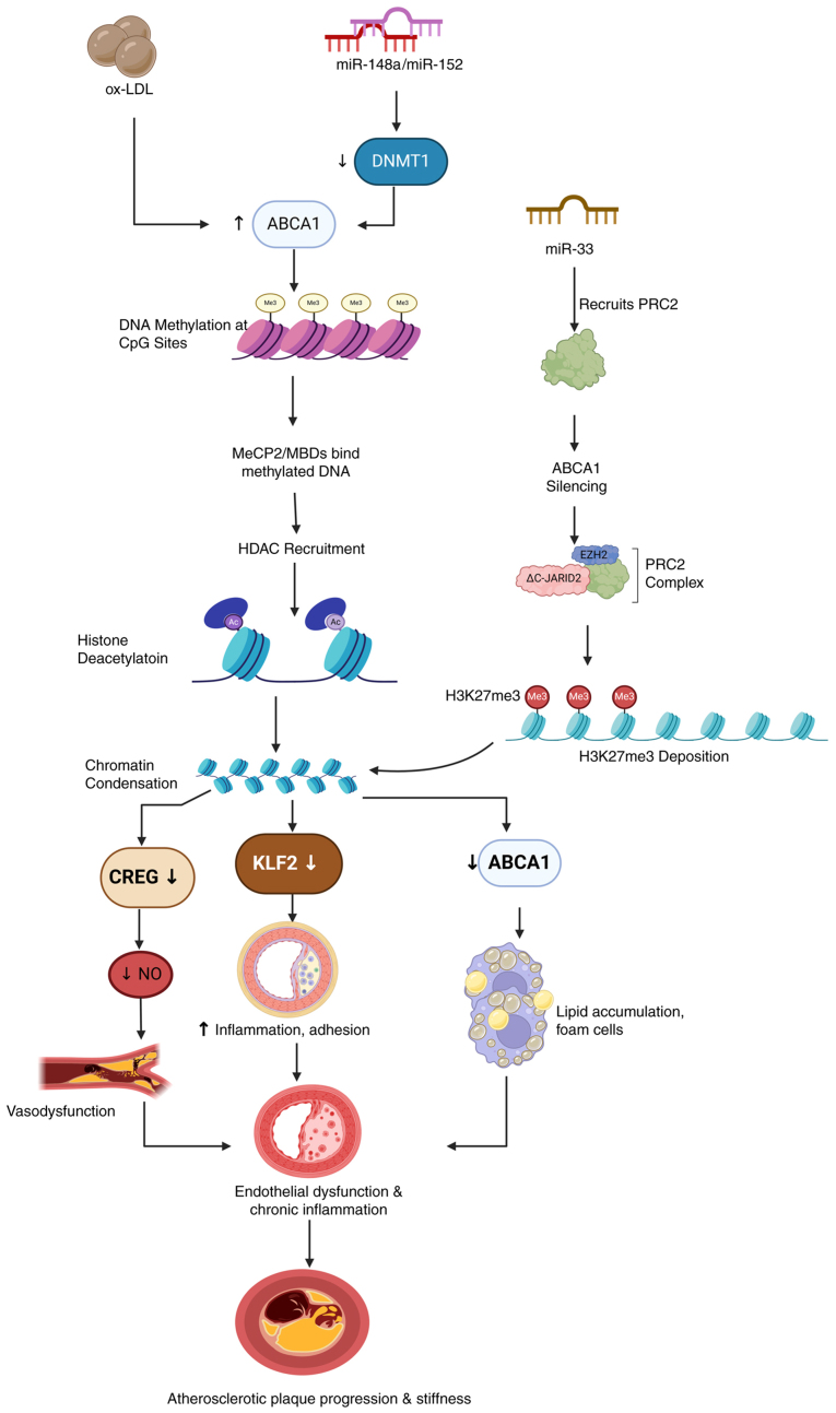 Epigenetic‑ncRNA crosstalk in atherosclerosis: Mechanisms, disease progression and therapeutic potential (Review).