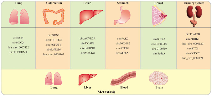 Circular RNAs: Fundamental mechanisms in tumor metastasis and detection strategies (Review).