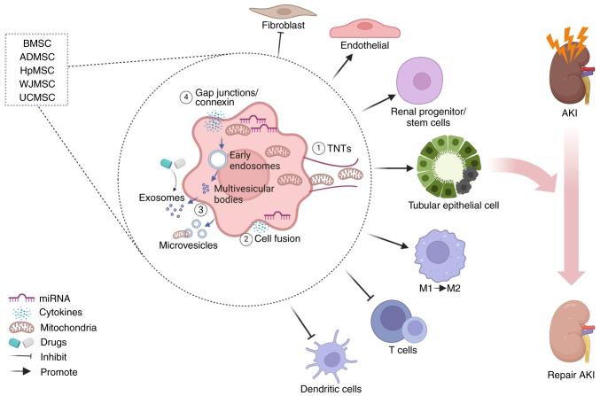 Innovative strategies to enhance MSCs efficacy in acute kidney injury (Review).