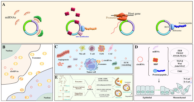 Circular RNAs: Fundamental mechanisms in tumor metastasis and detection strategies (Review).