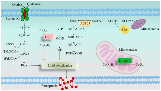 Ferroptosis and head and neck cancer: Mechanisms and therapeutic perspectives (Review).