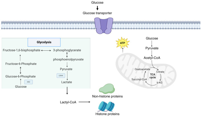 Lactylation modification in lung cancer: A review of current research and future directions (Review).