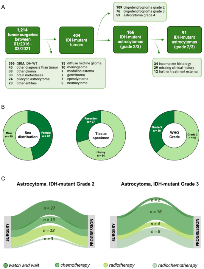 Clinical and neuropathological criteria for distinguishing between IDH-mutant astrocytomas of WHO grade 2 and 3.