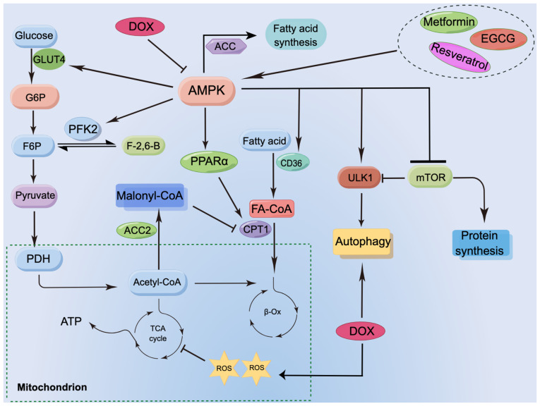 Alteration of cardiac energetics and mitochondrial function in doxorubicin‑induced cardiotoxicity: Molecular mechanism and prospective implications (Review).
