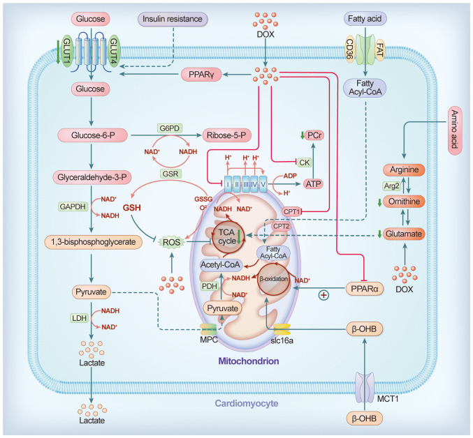 Alteration of cardiac energetics and mitochondrial function in doxorubicin‑induced cardiotoxicity: Molecular mechanism and prospective implications (Review).