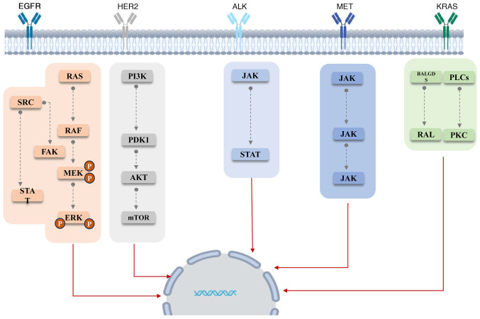 Lactylation modification in lung cancer: A review of current research and future directions (Review).