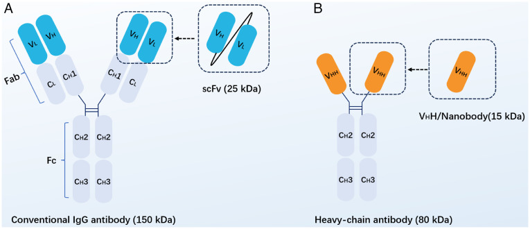 Application of nanobody‑based CAR‑T in tumor immunotherapy (Review).