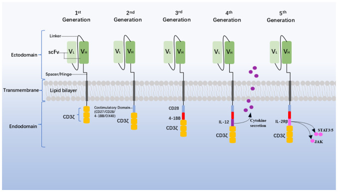 Application of nanobody‑based CAR‑T in tumor immunotherapy (Review).