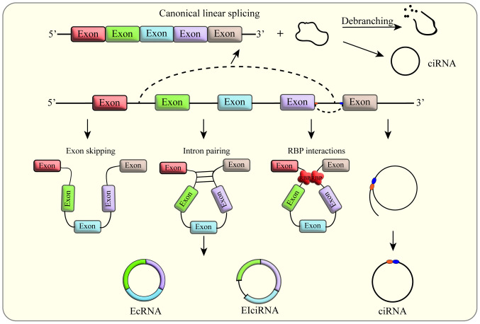 Circular RNAs: Fundamental mechanisms in tumor metastasis and detection strategies (Review).