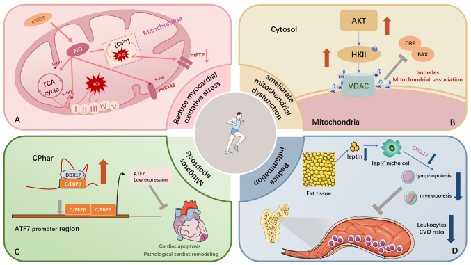 Exercise training for myocardial ischemia reperfusion injury: Mechanism and clinical practice (Review).