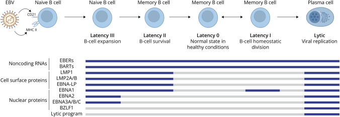 Epstein-Barr Virus in Multiple Sclerosis: Past, Present, and Future.