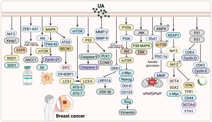 Ursolic acid: A natural pentacyclic triterpenoid with clinical promise in gynecological and breast cancers (Review).