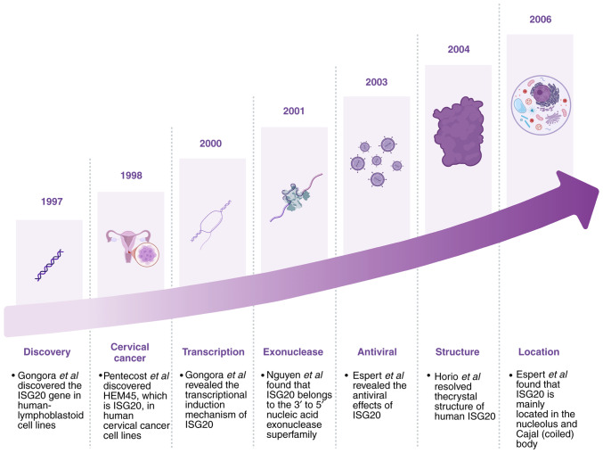 ISG20: The multifaceted 'molecular star' in cancer research (Review).