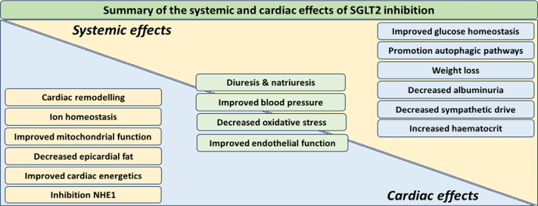 SGLT2 Inhibition in Heart Failure: Clues to Cardiac Effects?