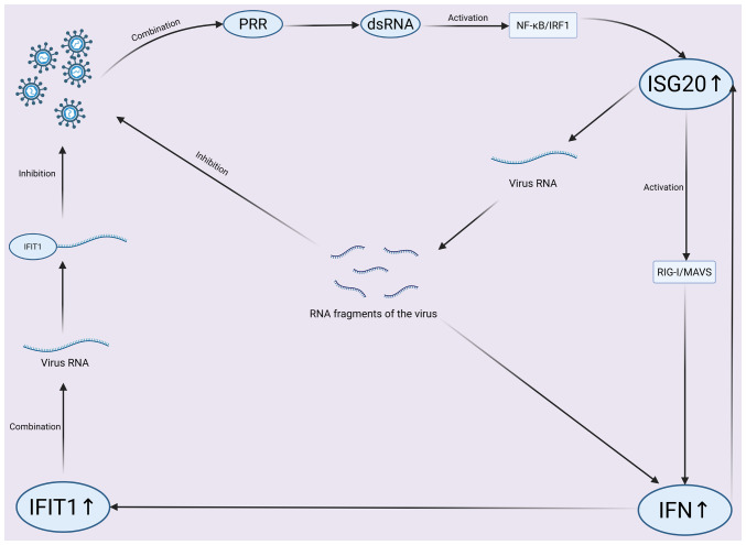 ISG20: The multifaceted 'molecular star' in cancer research (Review).