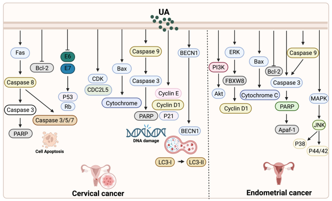 Ursolic acid: A natural pentacyclic triterpenoid with clinical promise in gynecological and breast cancers (Review).