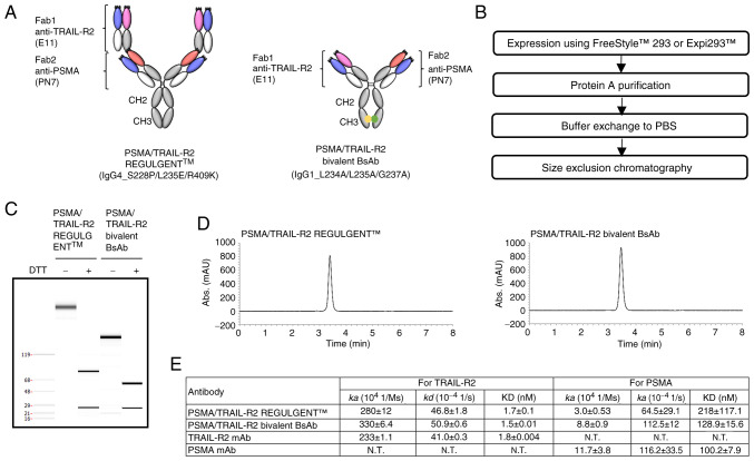Novel tetravalent bispecific antibody, PSMA/TRAIL‑R2 REGULGENT™, induces selective tumor cell apoptosis without hepatotoxicity.