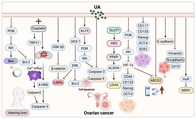 Ursolic acid: A natural pentacyclic triterpenoid with clinical promise in gynecological and breast cancers (Review).