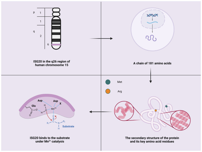 ISG20: The multifaceted 'molecular star' in cancer research (Review).