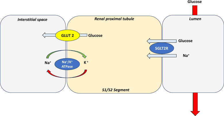 SGLT2 Inhibition in Heart Failure: Clues to Cardiac Effects?
