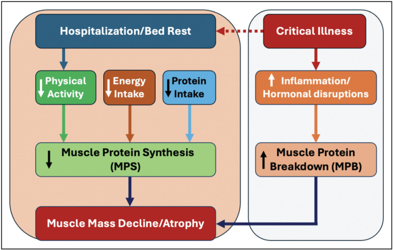 Muscle preservation during hospitalization: energy balance, protein intake, and habitual physical activity.