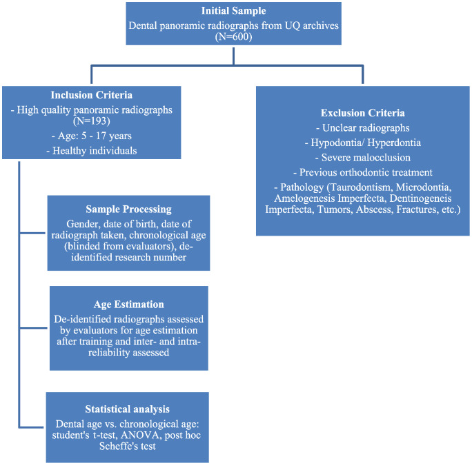 Reliability of London atlas for dental age estimation in an Australian cohort.