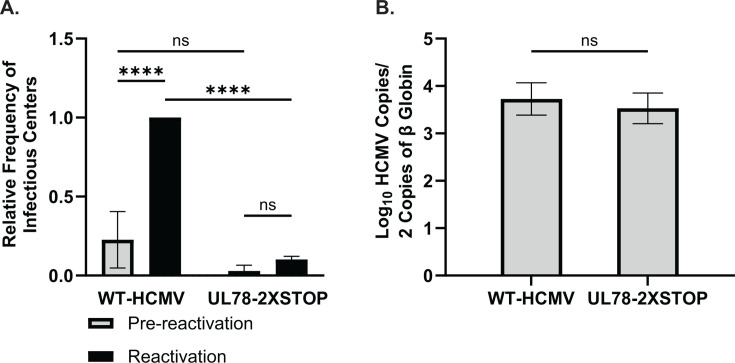 Human cytomegalovirus UL78 is a nuclear-localized GPCR necessary for efficient reactivation from latent infection in CD34<sup>+</sup> hematopoietic progenitor cells.